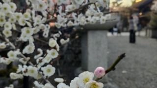 Thumbnail of post image 118