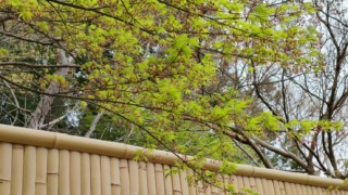 Thumbnail of post image 156