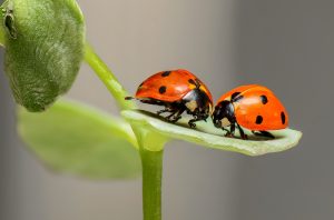 ladybugs-1593406_1280